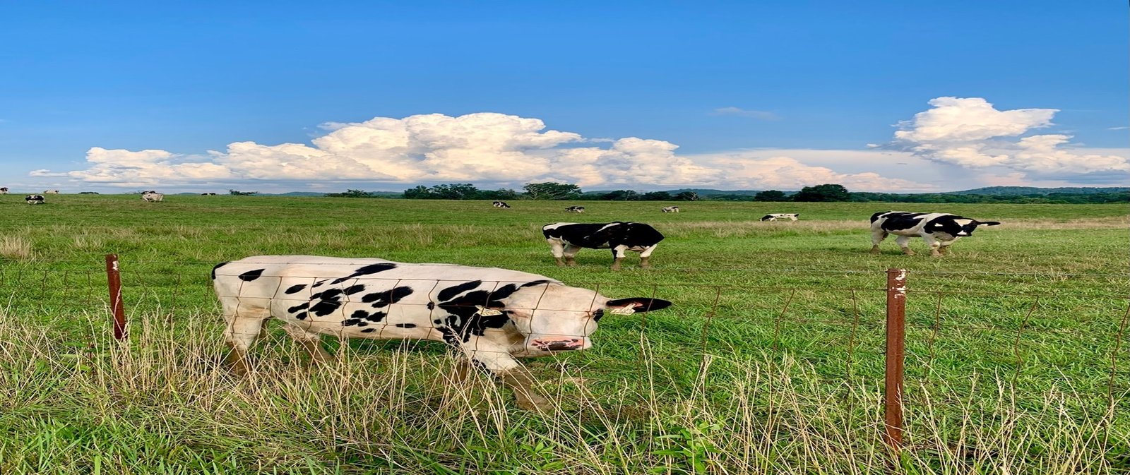 Acres Needed for Miniature Cattle Mini Highland Park