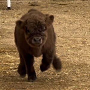 Brown Fluffy Mini Highland Heifer for Sale