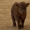 Brown Fluffy Mini Highland Heifer for Sale Now