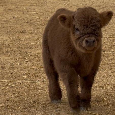 Brown Fluffy Mini Highland Heifer for Sale Now