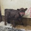 Brown Fluffy Mini Highland Heifer for Sale Online