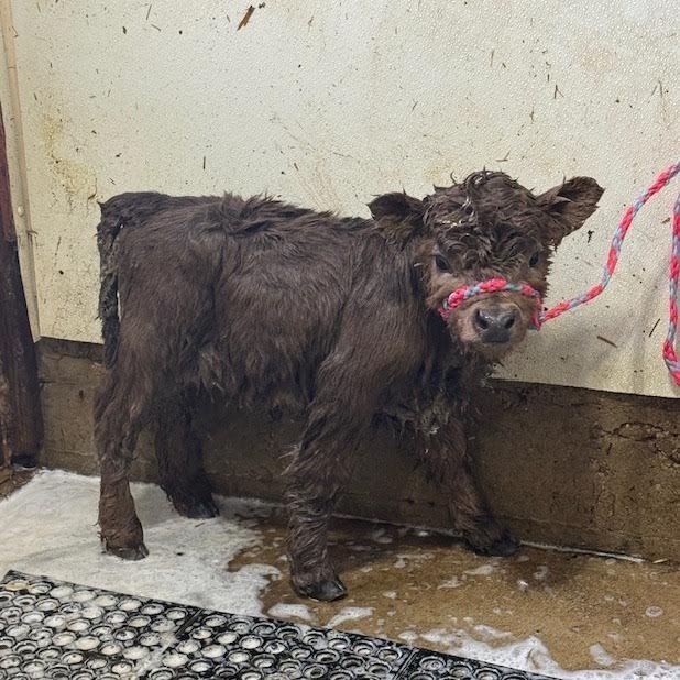 Brown Fluffy Mini Highland Heifer for Sale Online