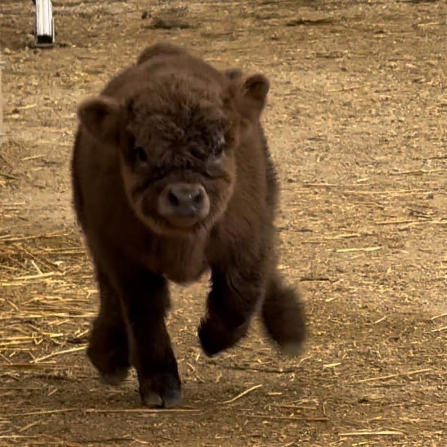 Brown Fluffy Mini Highland Heifer for Sale