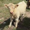 Creamy White Mini Highland Heifer for Sale