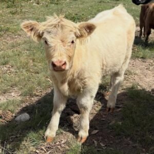 Creamy White Mini Highland Heifer for Sale