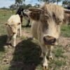 Creamy White Mini Highland Heifer for Sale Online