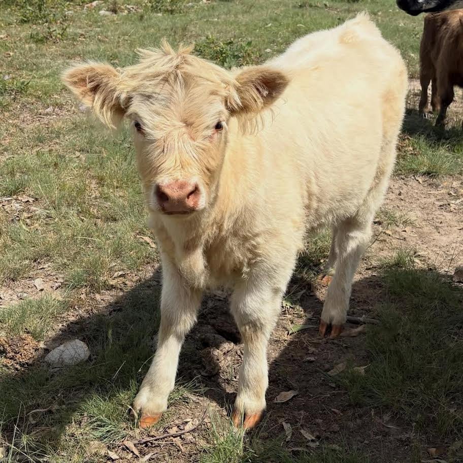 Creamy White Mini Highland Heifer for Sale