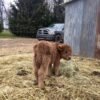 Fluffy Mini Highland Bull for Sale Online