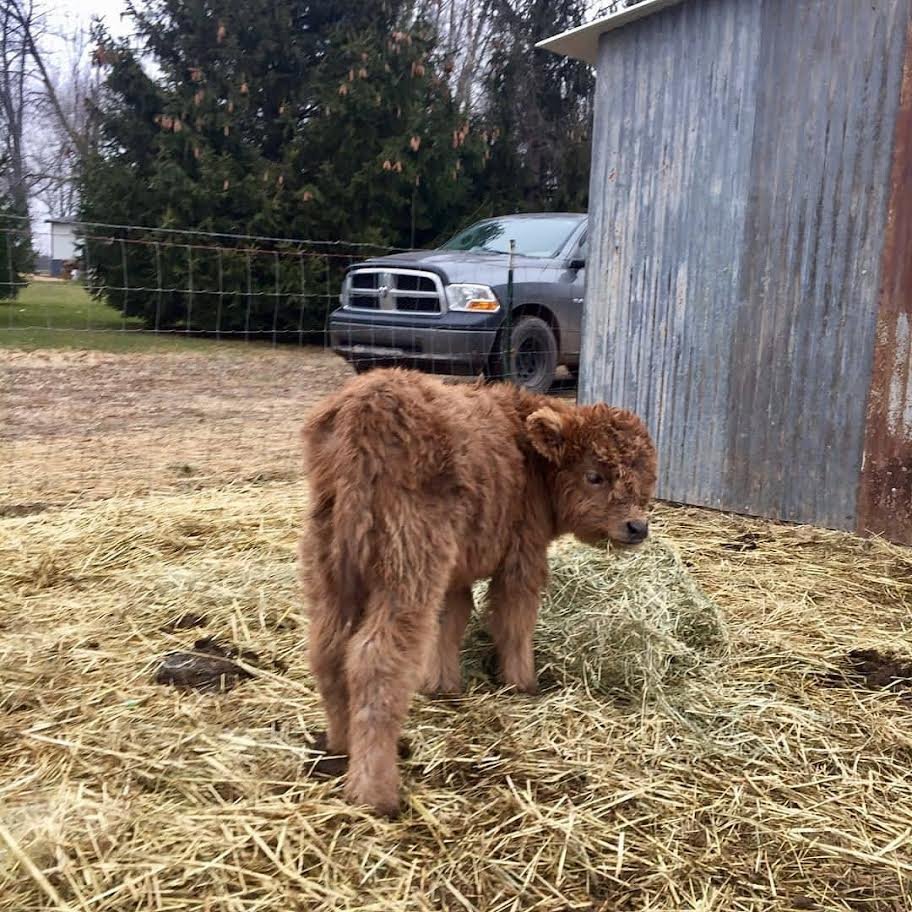 Fluffy Mini Highland Bull for Sale Online