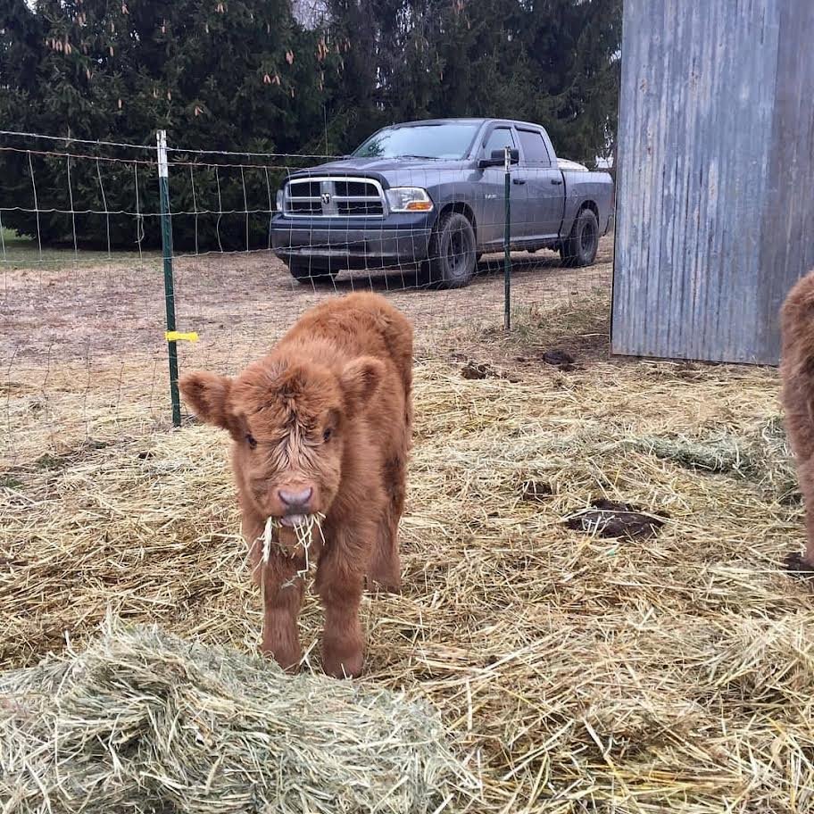 Fluffy Mini Highland Bull for Sale