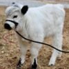 Mini Highland Bull for Sale
