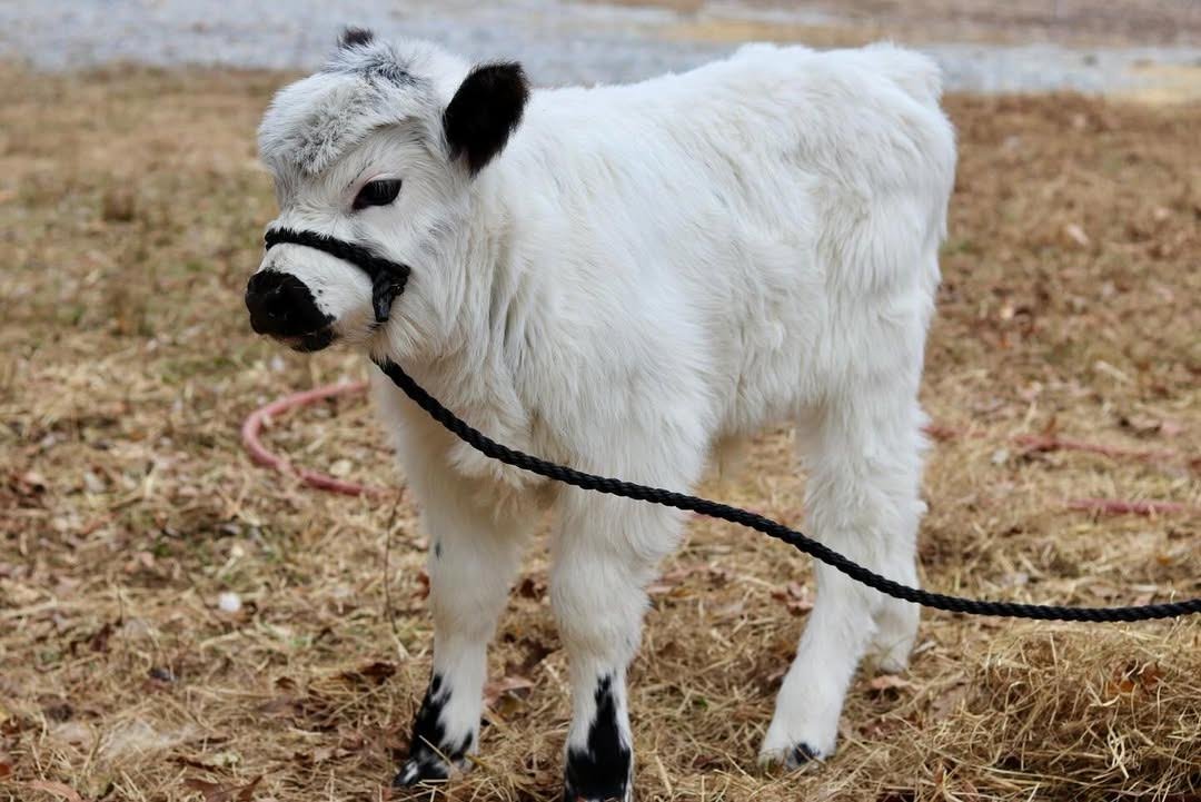 Mini Highland Bull for Sale