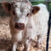 Mini Highland Bull for Sale