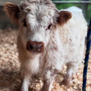 Mini Highland Bull for Sale