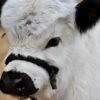 Mini Highland Bull for Sale Now