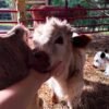 Mini Highland Bull for Sale Online