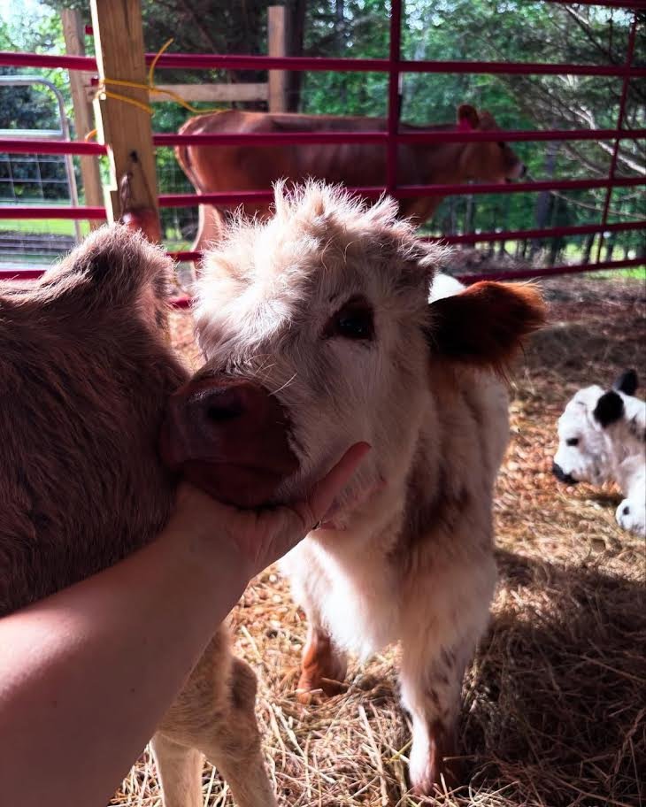 Mini Highland Bull for Sale Online