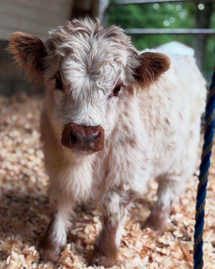 Mini Highland Bull for Sale