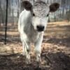 Mini Highland Heifer for Sale