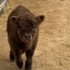 Mini Highland Heifer for Sale