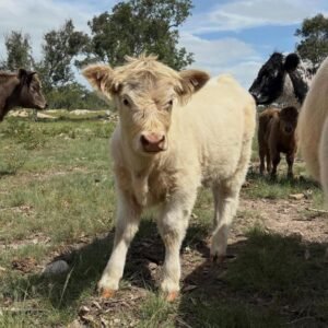 Mini Highland Heifer for Sale