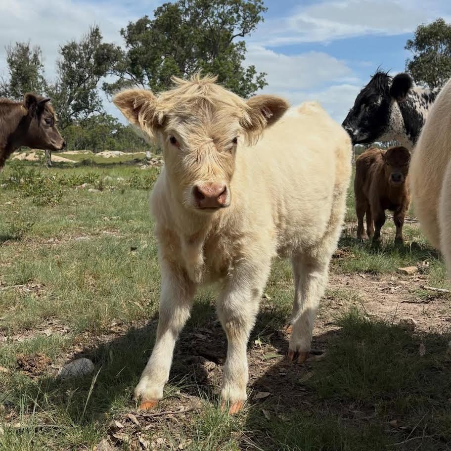 Mini Highland Heifer for Sale