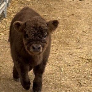 Mini Highland Heifer for Sale