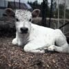 Mini Highland Heifer for Sale Online
