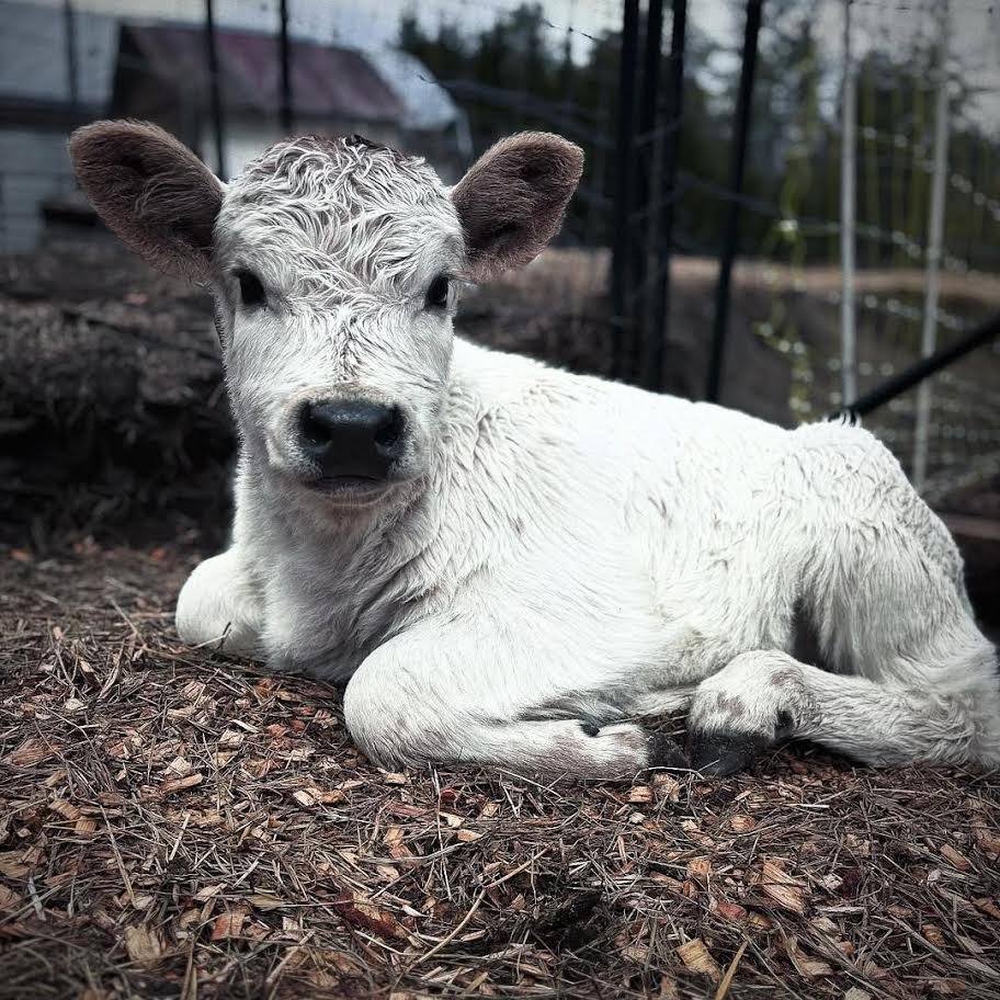 Mini Highland Heifer for Sale Online