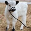 Mini Highland_bull for sale Now