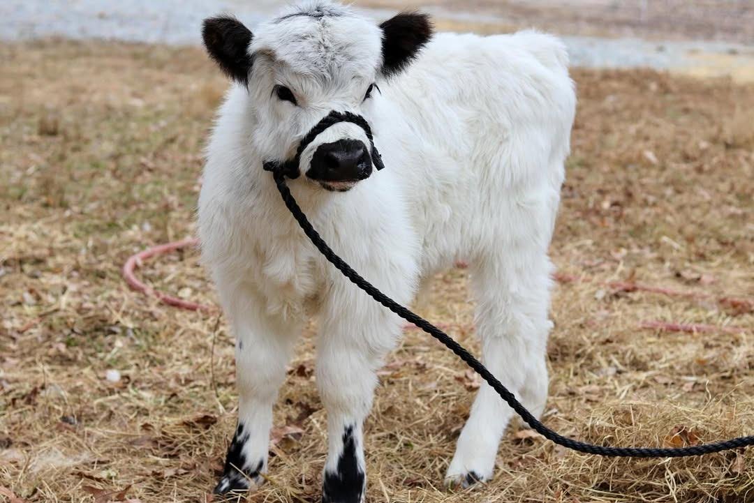 Mini Highland_bull for sale Now