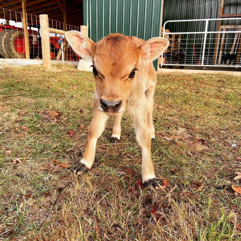 Highland Jersey Bull Calf for Sale