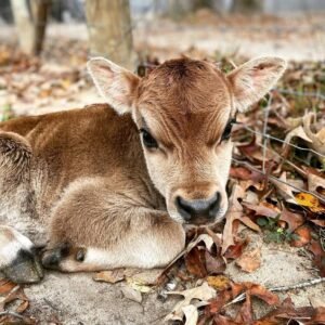 Miniature Highland Jersey Bull for_Sale