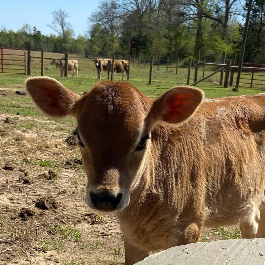 Miniature Highland Jersey Bull_for Sale