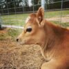 Miniature Highland Jersey Heifer for Sale Miniature Highland Jersey Heifer for Sale