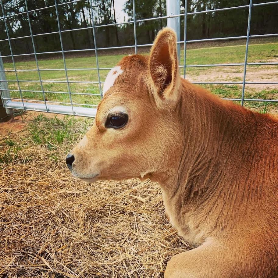 Miniature Highland Jersey Heifer for Sale