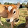 Miniature Highland Jersey Heifer for Sale1 Miniature Highland Jersey Heifer for Sale1