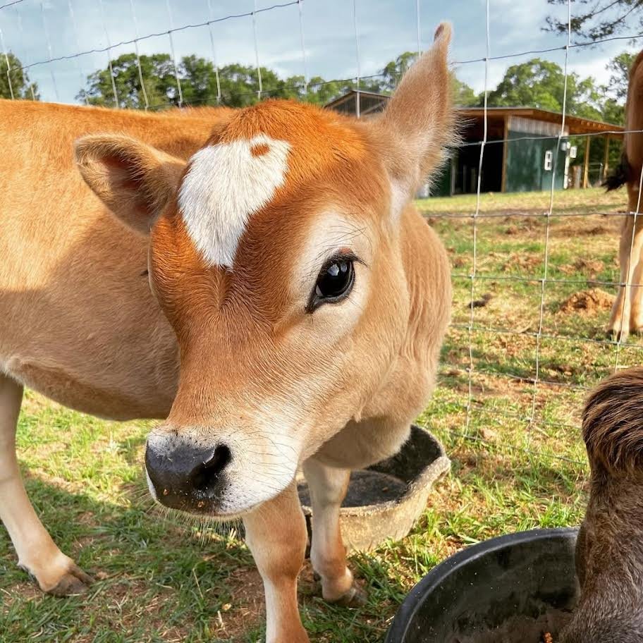 Miniature Highland Jersey Heifer for Sale1 Miniature Highland Jersey Heifer for Sale1