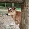 Miniature Highland Jersey Heifer for_Sale Miniature Highland Jersey Heifer for_Sale