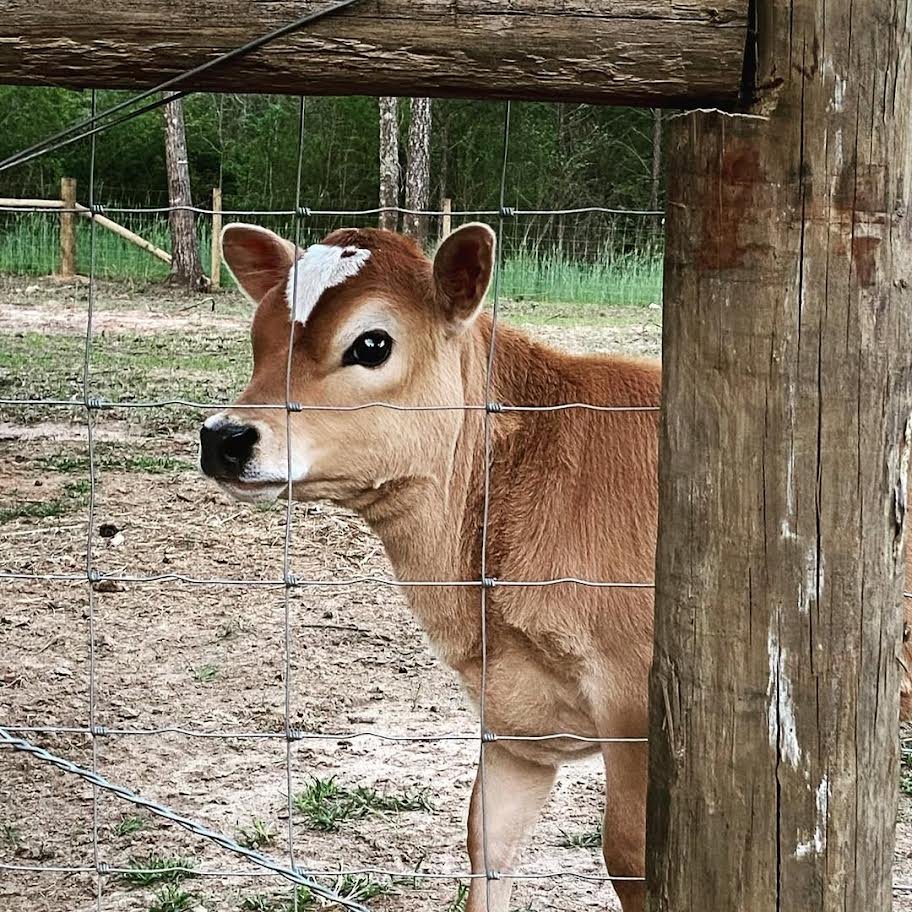 Miniature Highland Jersey Heifer for_Sale Miniature Highland Jersey Heifer for_Sale