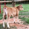 Miniature Highland Jersey_Heifer for Sale