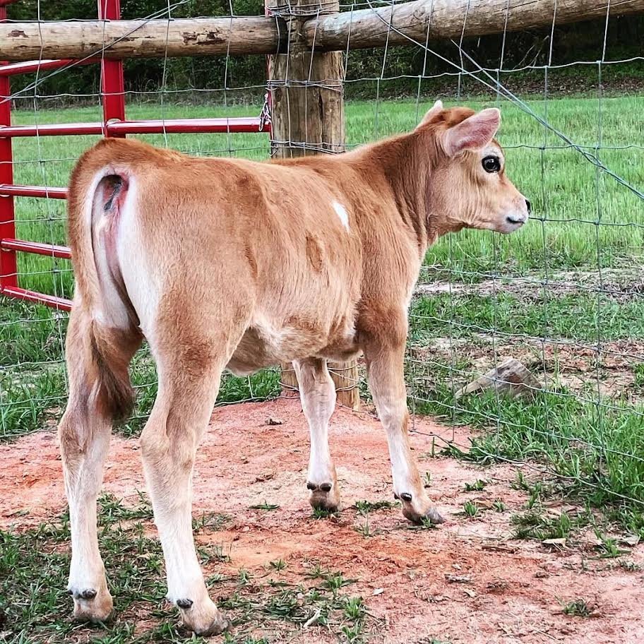 Miniature Highland Jersey_Heifer for Sale