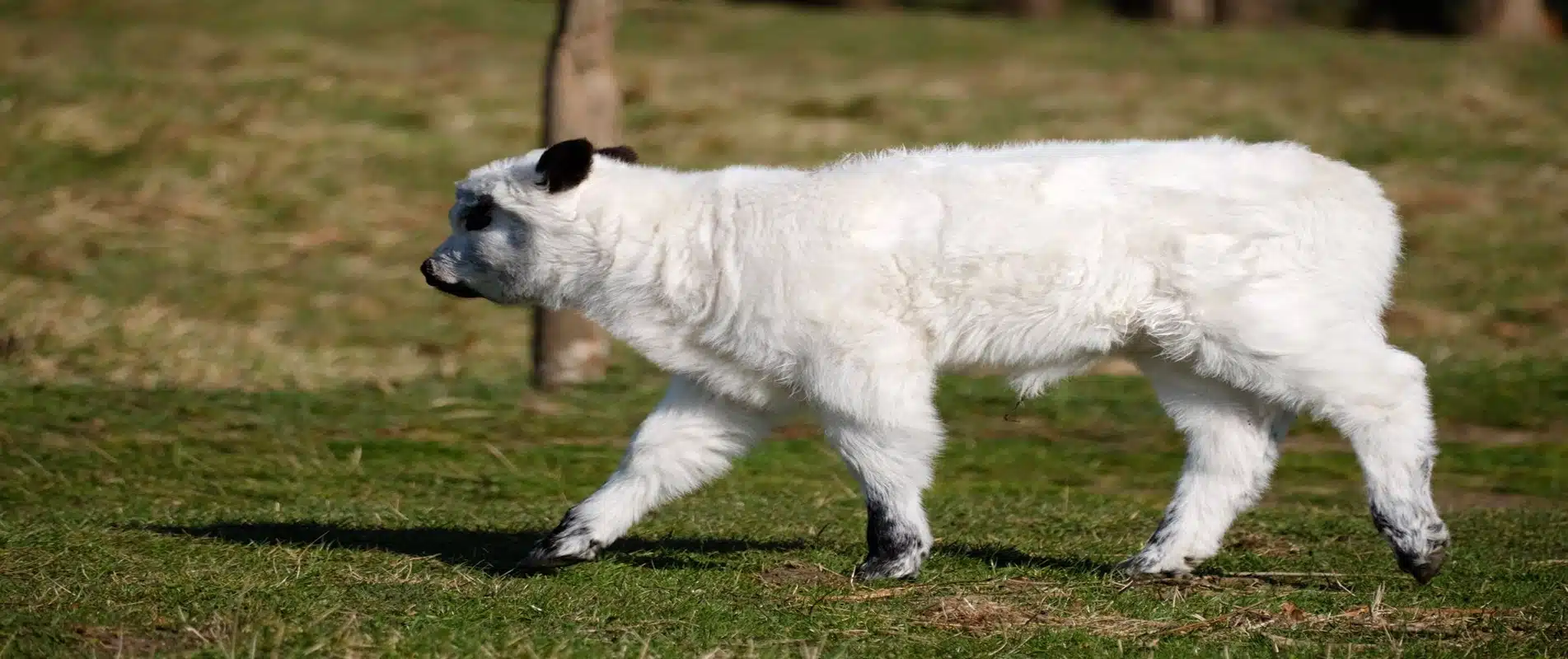 Miniature Highpark Cattle Care Guide Mini Highland Park
