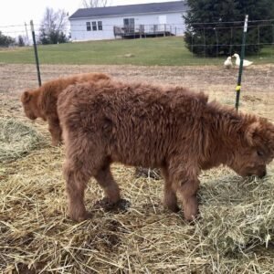 Red Fluffy Mini Highland Bull for Sale