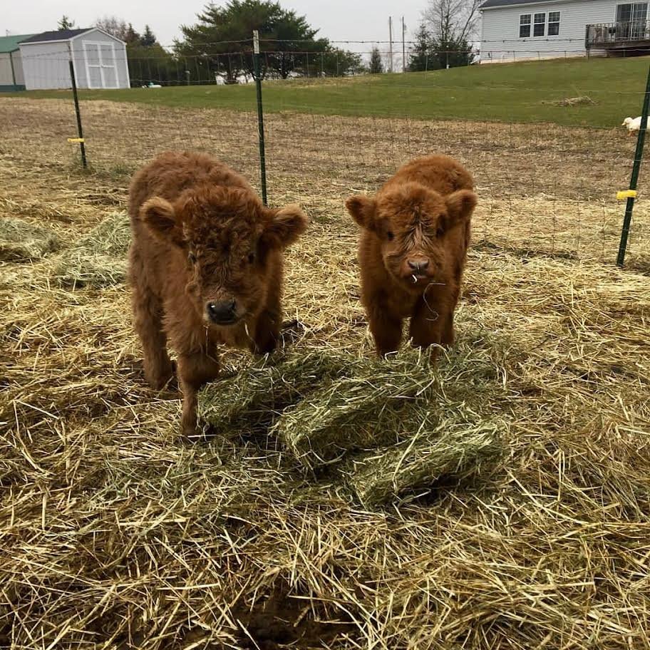 Red Fluffy Mini Highland Bull for Sale Now