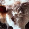 Red & White Mini Highland Bull for Sale Now