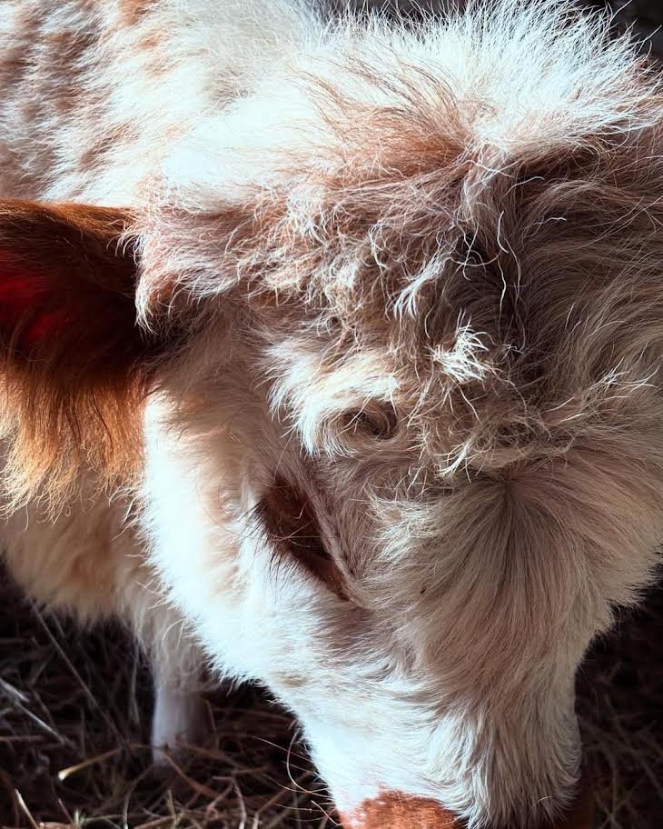 Red & White Mini Highland Bull for Sale Now