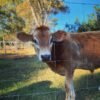 Red & White Miniature Highland Jersey Bull for Sale