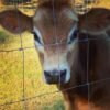 Red & White Miniature Highland Jersey Bull for Sale Now