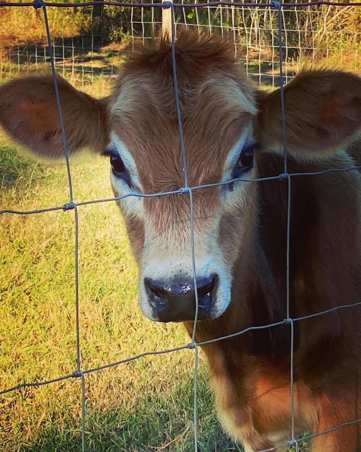 Red & White Miniature Highland Jersey Bull for Sale Now